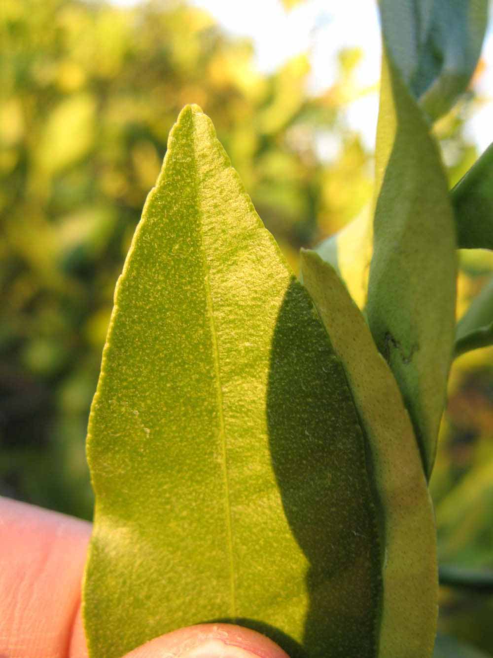              Margin (Winter Haven, FL)       